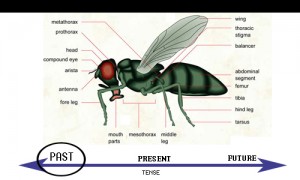 common-illness-4
